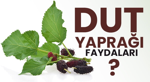 Antioksidan Açısından Zengin Dut Yaprağı Faydaları